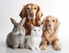 Pet Supplies